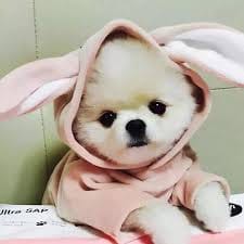 Maya Ali avatar